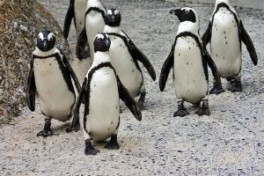 Penguin 2.0- Další vylepšení Google algoritmu
