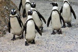 penguin 2.0